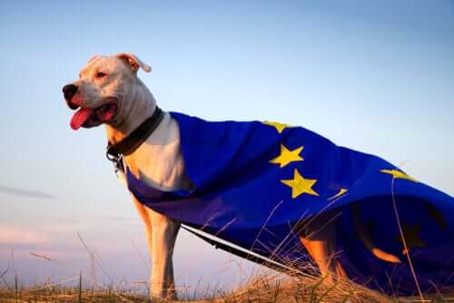 Bem-estar animal na UE: a Convenção Europeia para a proteção dos animais de companhia