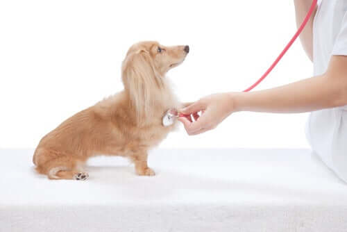 Como reconhecer doenças cardíacas em cães