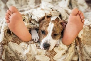 É seguro dormir com um animal de estimação?