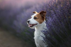 3 ervas benéficas para os animais de estimação