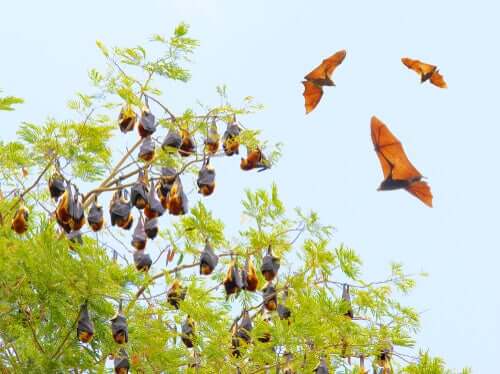 Morcegos pendurados em árvore