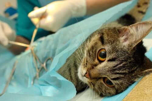 Cuidados básicos para o pós-operatório do seu gato