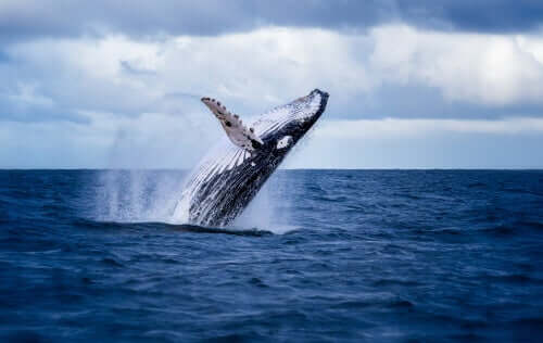 Qual é a importância das fezes das baleias?