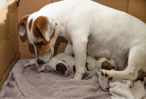 Cães recém-nascidos com sua mãe