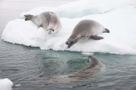 Espécimes de foca na Antártida