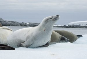 Características da foca-caranguejeira