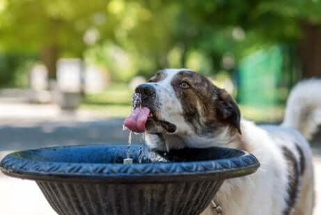 Fonte de água para cães