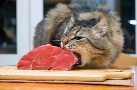 Gato comendo carne crua