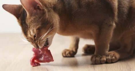 Gato comendo carne