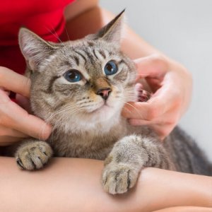 Dicas para saber se um gato está saudável
