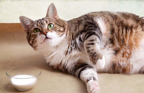 Gato com sobrepeso