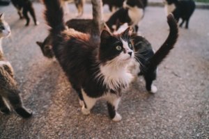 Quais doenças os gatos podem nos transmitir?