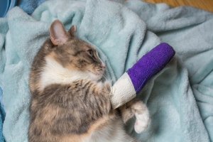 Gato mancando: causas comuns e tratamento