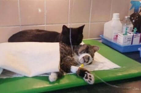 Gatos se recuperando da anestesia
