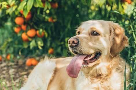 Vitamina C para cães