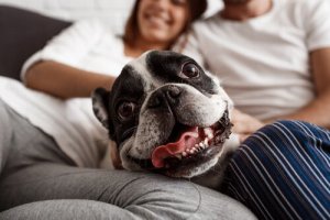 Riscos do excesso de humanização dos cães