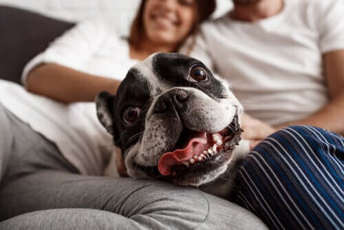 Riscos do excesso de humanização dos cães