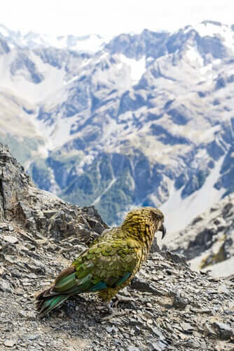 Extinção do kakapo e medidas de conservação