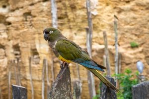 Kakapo: alimentação e reprodução