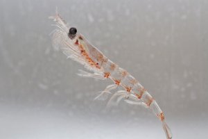 A importância do krill nos ecossistemas oceânicos