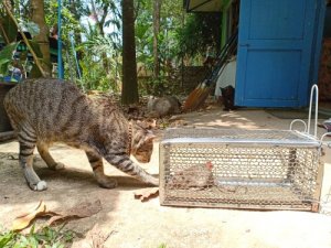 Leptospirose em gatos: sintomas e tratamento