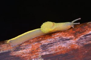 A lesma ninja de Bornéu