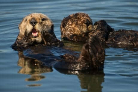 Lontras boiando na água