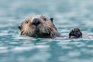 Lontra-marinha: características e alimentação