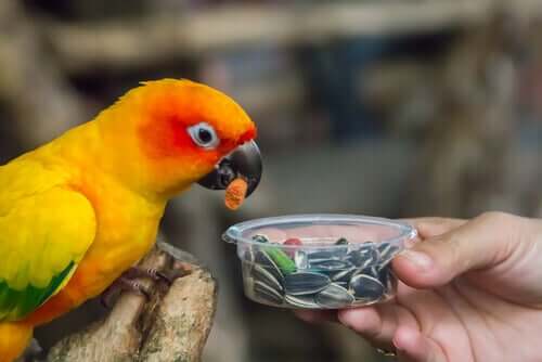Sementes de cereais na alimentação dos papagaios