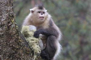 O macaco de nariz arrebitado famoso por espirrar