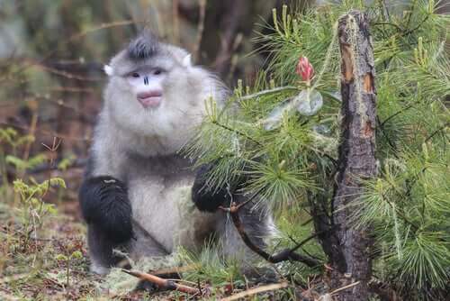 Macaco de nariz arrebitado famoso por espirrar