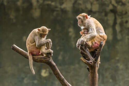 Macacos-rhesus com filhote