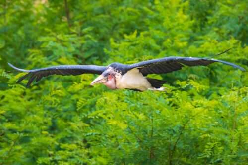 Marabu africano voando
