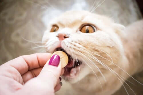 Dar medicamento para gatos