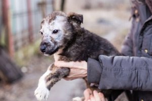 Micose em filhotes de cães: sintomas e tratamentos