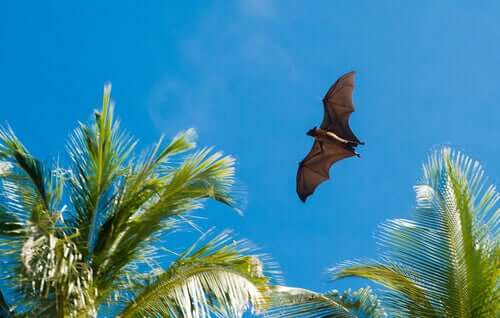 Morcego voando