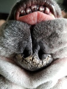 Nariz rachado em cães: causas e tratamento