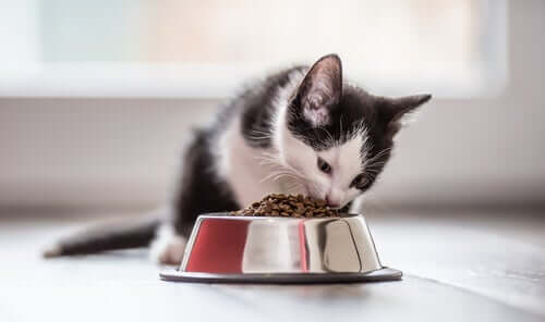 Nutrição adequada para gatos: 4 aspectos importantes