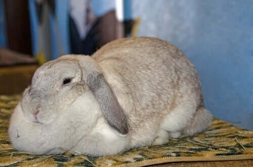 Obesidade em coelhos: sintomas e causas