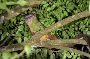 Olinguito, uma nova espécie de mamífero