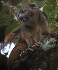 O olinguito