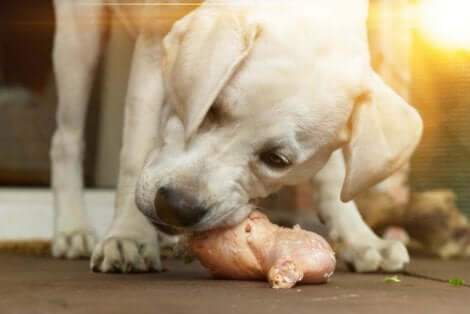 Cachorro comendo frango