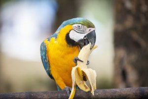 Como deve ser a alimentação dos papagaios?