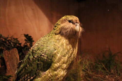 Papagaio gigante é descoberto na Nova Zelândia