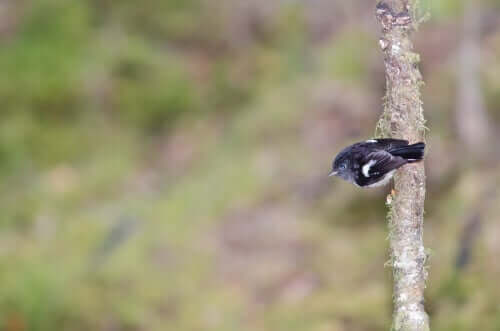 O que acontece com os animais que vivem em ilhas?