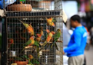 Os benefícios do acordo CITES