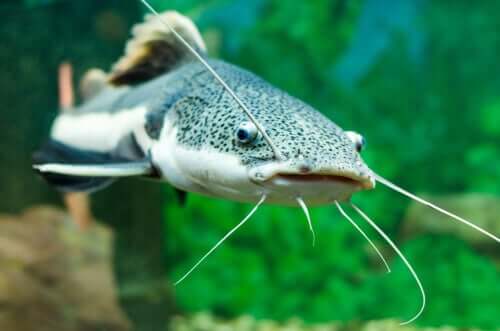 O menor peixe bagre do mundo