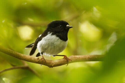 Passarinho em galho de árvore