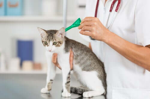Pipeta antiparasitária para gatos
