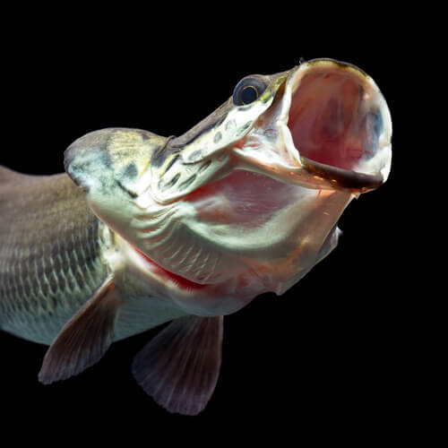 Morfologia e habitat do pirarucu